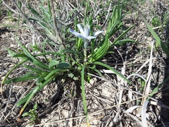 Androstephium coeruleum