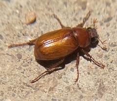 Phyllophaga sonora