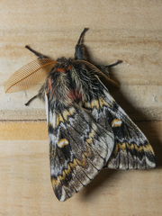 Ormiscodes schmidtnielseni