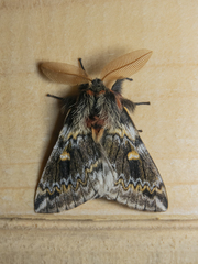 Ormiscodes schmidtnielseni