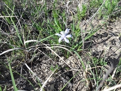 Androstephium coeruleum