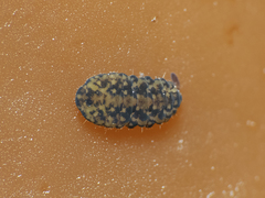 Pseudachorutinae