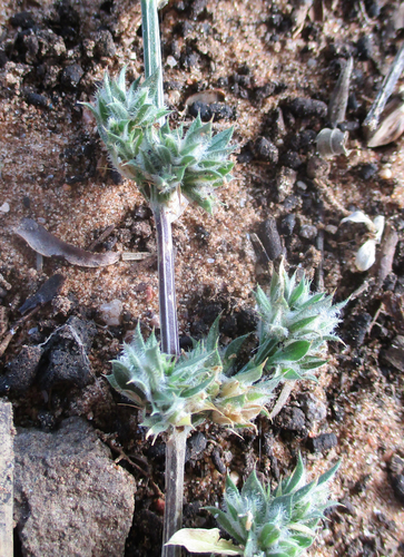 Dicliptera verticillata image