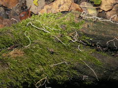 Clavariineae
