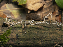 Clavariineae