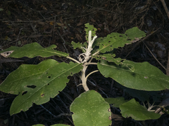 Acrisione denticulata