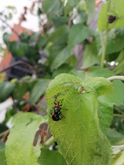 Pilolabus viridans