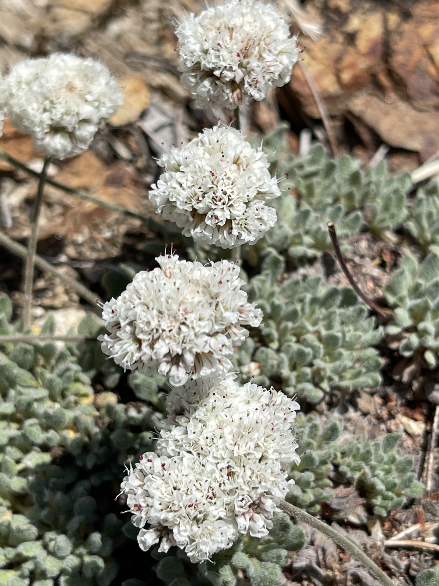 Eriogonum breedlovei var. breedlovei