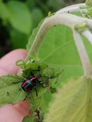 Pilolabus viridans