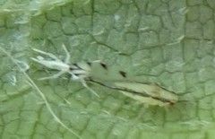 Eucallipterus tiliae