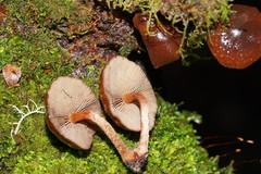 Hypholoma brunneum