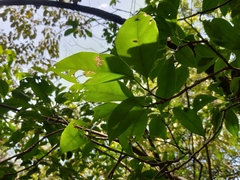 Ehretia longiflora
