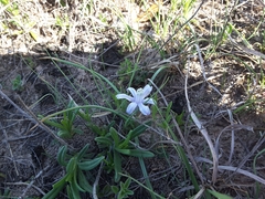 Androstephium coeruleum