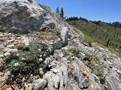 Eriogonum breedlovei breedlovei