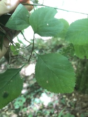 Crataegus ashei