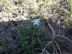 Androstephium coeruleum