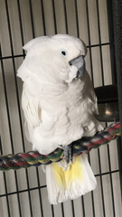 Cacatua alba