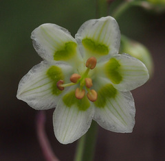 Anticlea elegans elegans