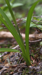 Anticlea elegans elegans