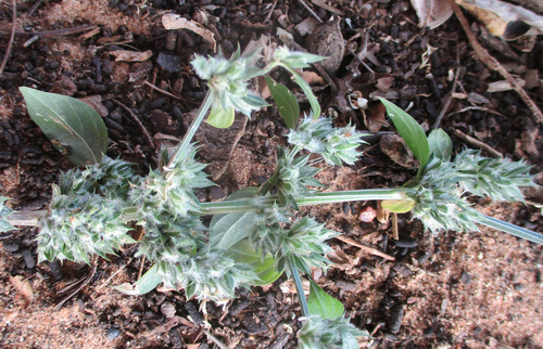 Dicliptera verticillata image