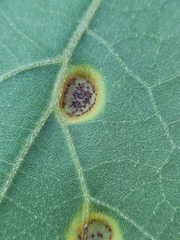 Puccinia xanthii