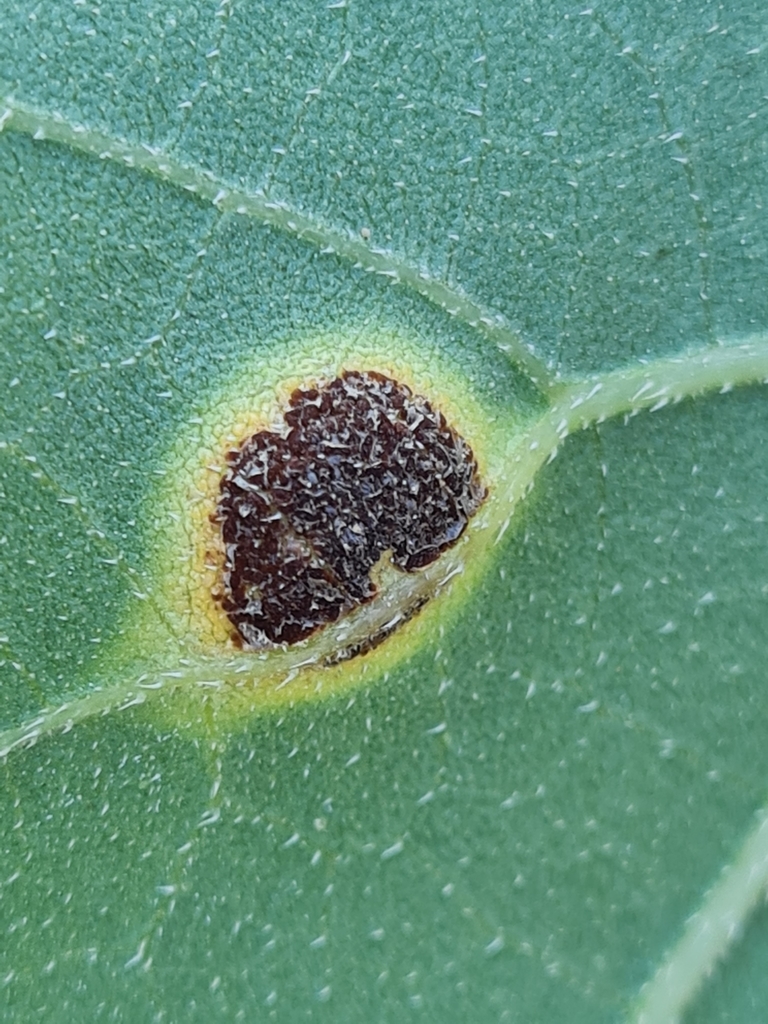Puccinia xanthii