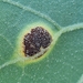Puccinia xanthii - Photo (c) Denis Ivanov, some rights reserved (CC BY-NC), uploaded by Denis Ivanov