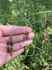 Festuca paradoxa