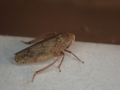 Paraphlepsius continuus