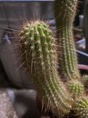 Nyctocereus