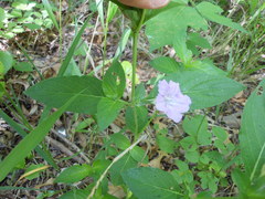 Ruellia strepens