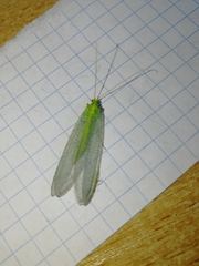 Nineta vittata