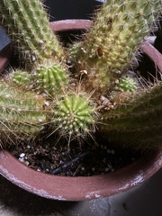 Nyctocereus