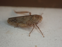 Paraphlepsius continuus