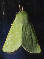 Jochroa chlorogastra