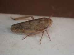 Paraphlepsius continuus