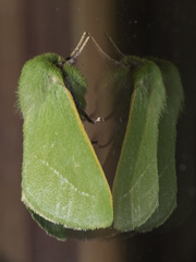 Jochroa chlorogastra