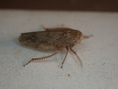 Paraphlepsius continuus