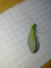 Nineta vittata