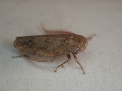 Paraphlepsius continuus