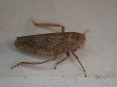 Paraphlepsius continuus