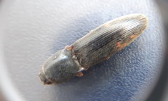 Conoderus semimarginatus