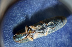 Conoderus semimarginatus