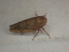 Paraphlepsius continuus