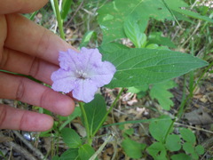 Ruellia strepens