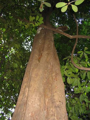 Terminalia subspathulata