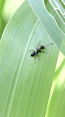 Camponotus vitiosus
