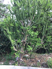 Euphorbia neriifolia