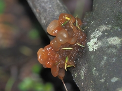 Phaeotremella fimbriata
