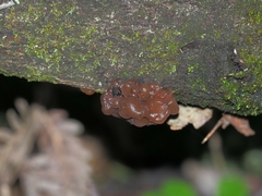 Phaeotremella fimbriata